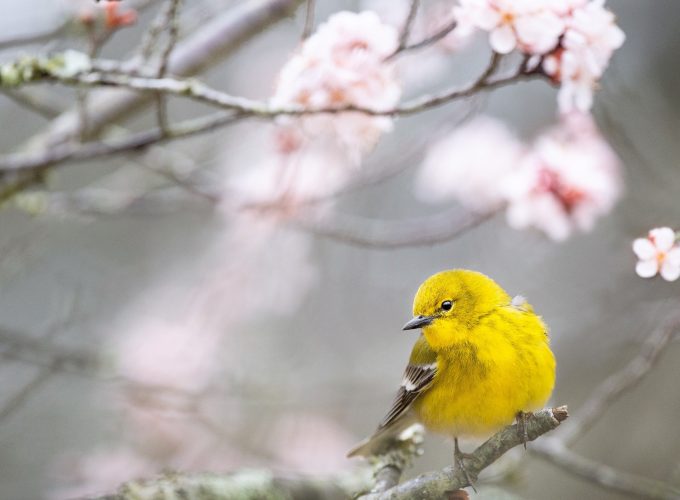 Wallpaper Pine Warbler, bird, yellow, 4K, Animals 498246645